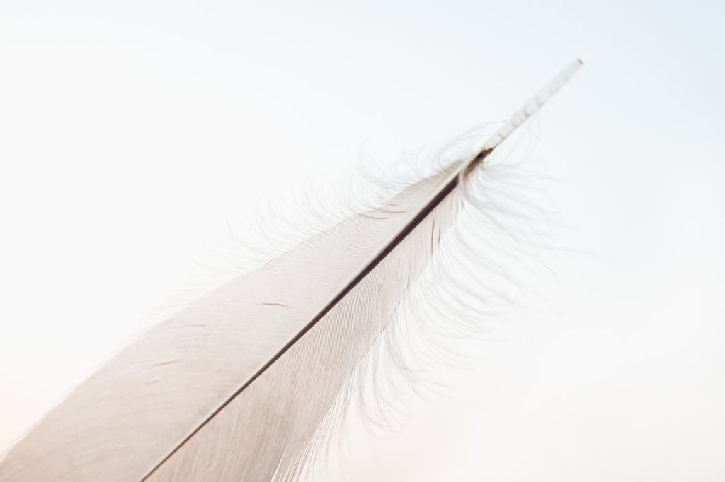A close-up of a delicate feather against a simple, minimalist background.
